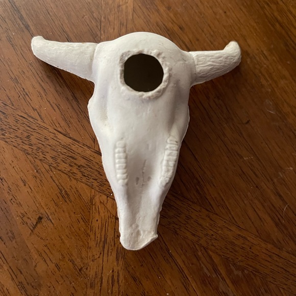 Authentic Bone Infant Bull Skull - Picture 3 of 6